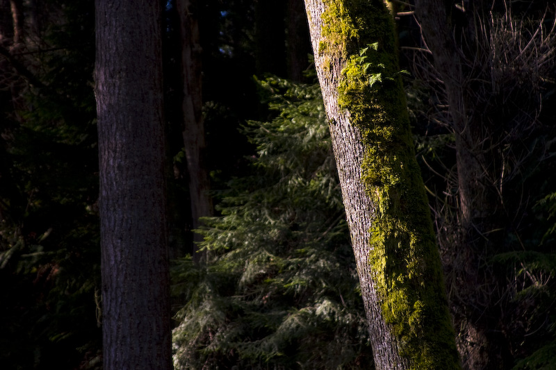 Moss Covered Tree Trunk In Sunlight